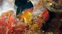 070 Serpule (Serpula vermicularis)